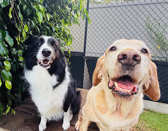 Doggy Day Care Full Day