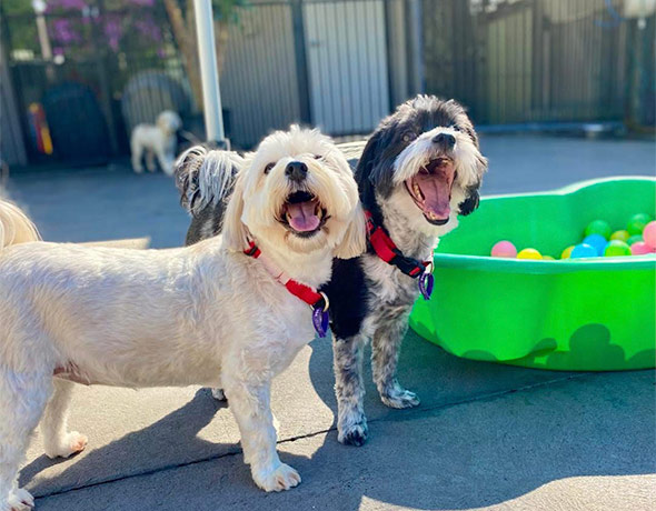 Little dog play time