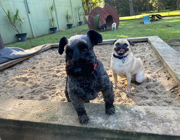 Two dogs play in the kangy angy doggy daycare sandpit