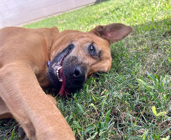 Doggy Day Care 1/2 Day
