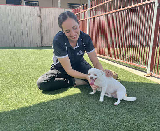 A pet nanny sits with a dog during wind down period at doggy daycare in townsville