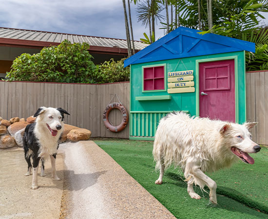Two dogs play happily in the large yard at doggy daycare in townsville