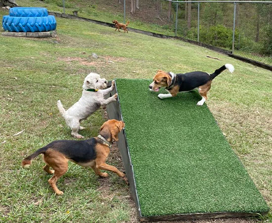 Morning Play