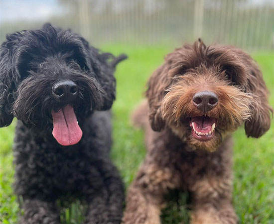 Dog Normal Resort Suites Dogs