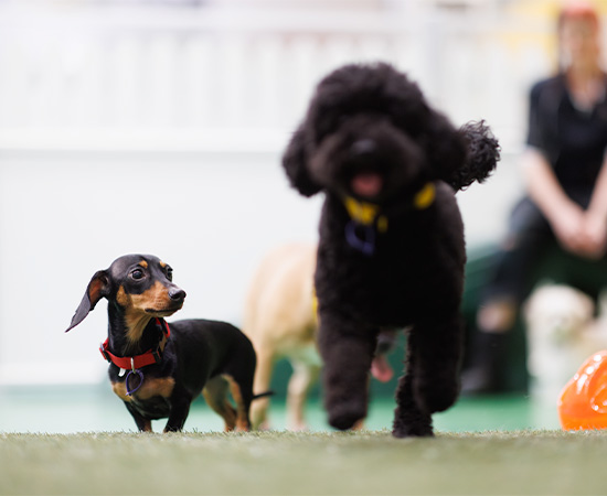 Doggy Day Care 1/2 Day