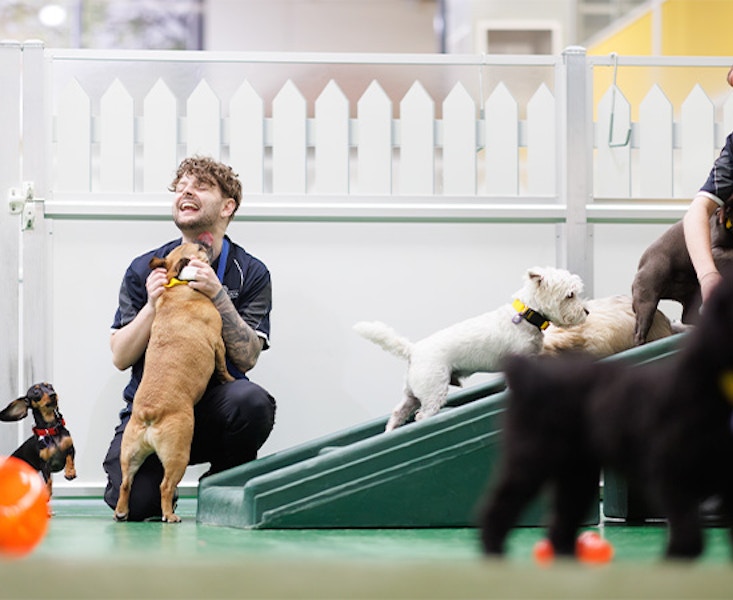 Pet Resorts Australia Port Melbourne