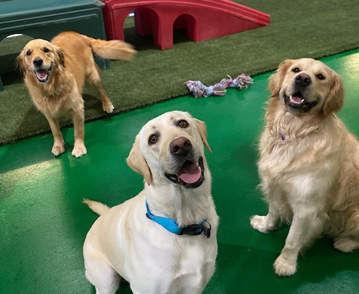 Pet Resorts Australia Port Melbourne