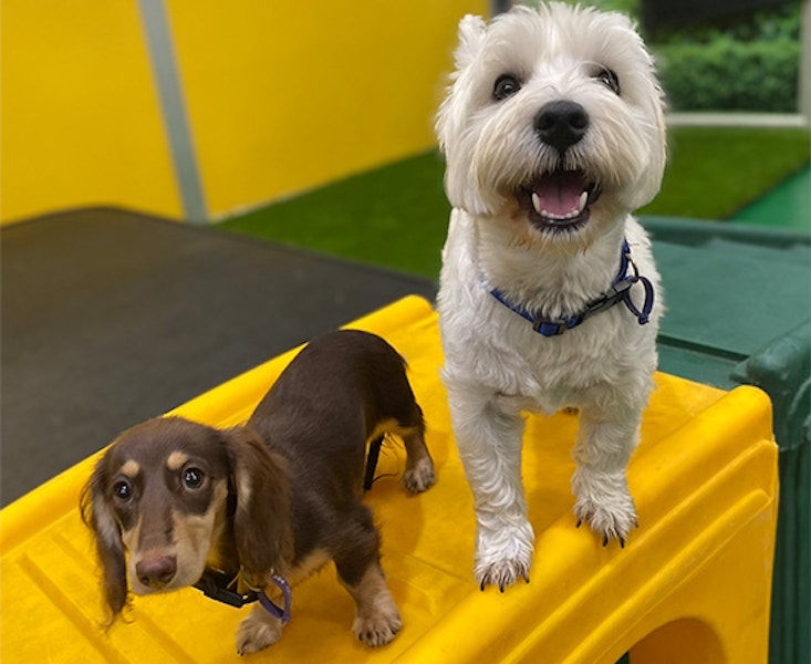 Pet Resorts Australia Port Melbourne