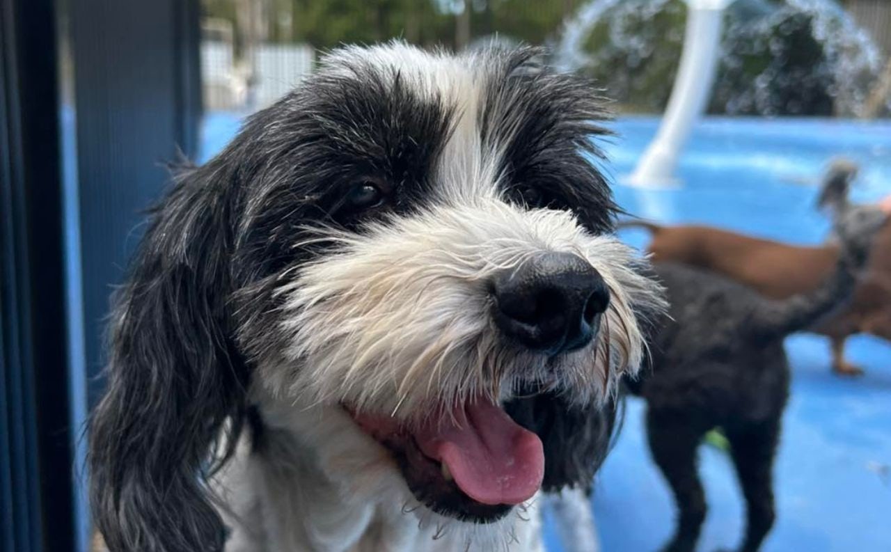 Dog Boarding Brisbane