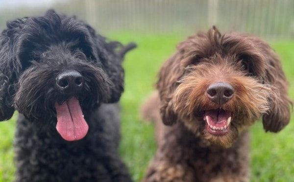 North Brisbane: Samford Pet Resort