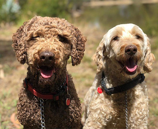 Booking Your Pet Taxi to Yarra Valley