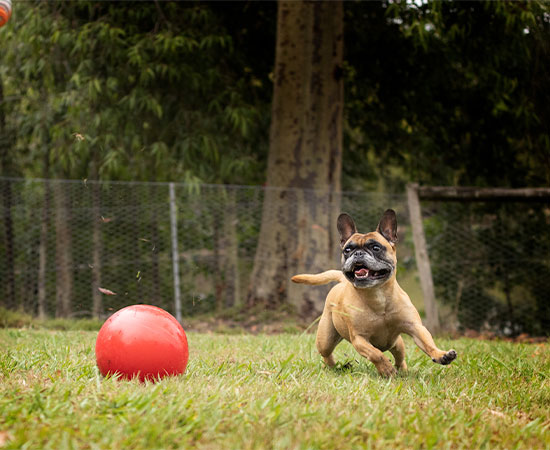 Doggy Day Care Full Day