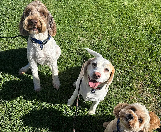 Pet Resorts Australia Yarra Valley Dog Daycare