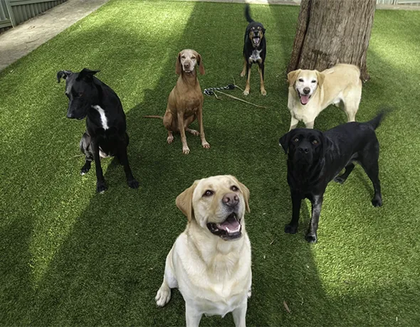 Doggy Day Care Full Day