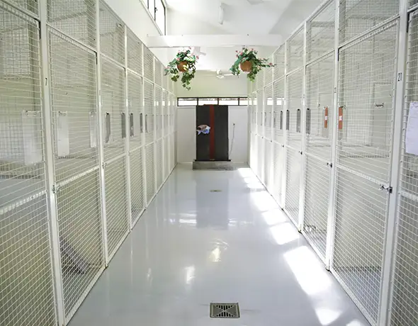 Cattery for Welcome Boarding Kennels and Cattery in Yarrambat