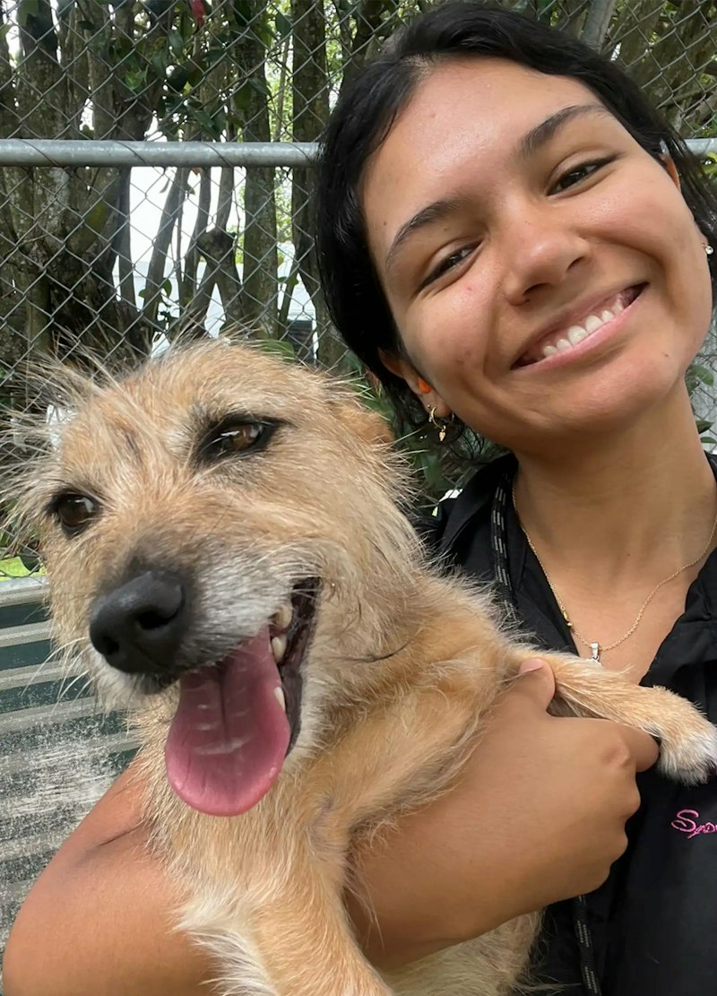 Booking Your Pet Taxi to Dural