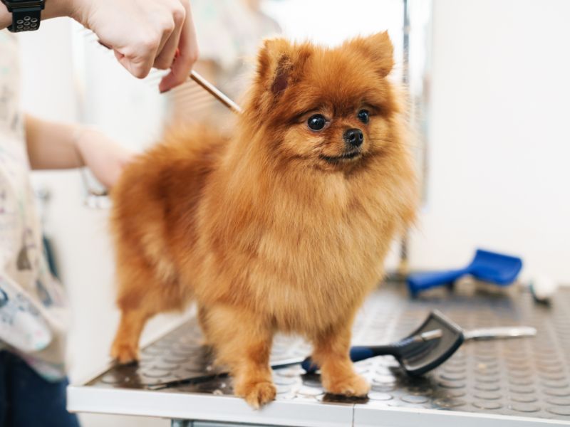 Pomeranian being groomed at professional groomers located at Pet Resorts Australia
