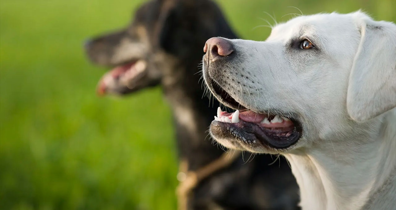 Dog Training at Pet Resorts Australia