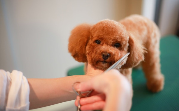 Grooming a Cavoodle at Pet Resorts Australia resorts with professionals groomers located on-site