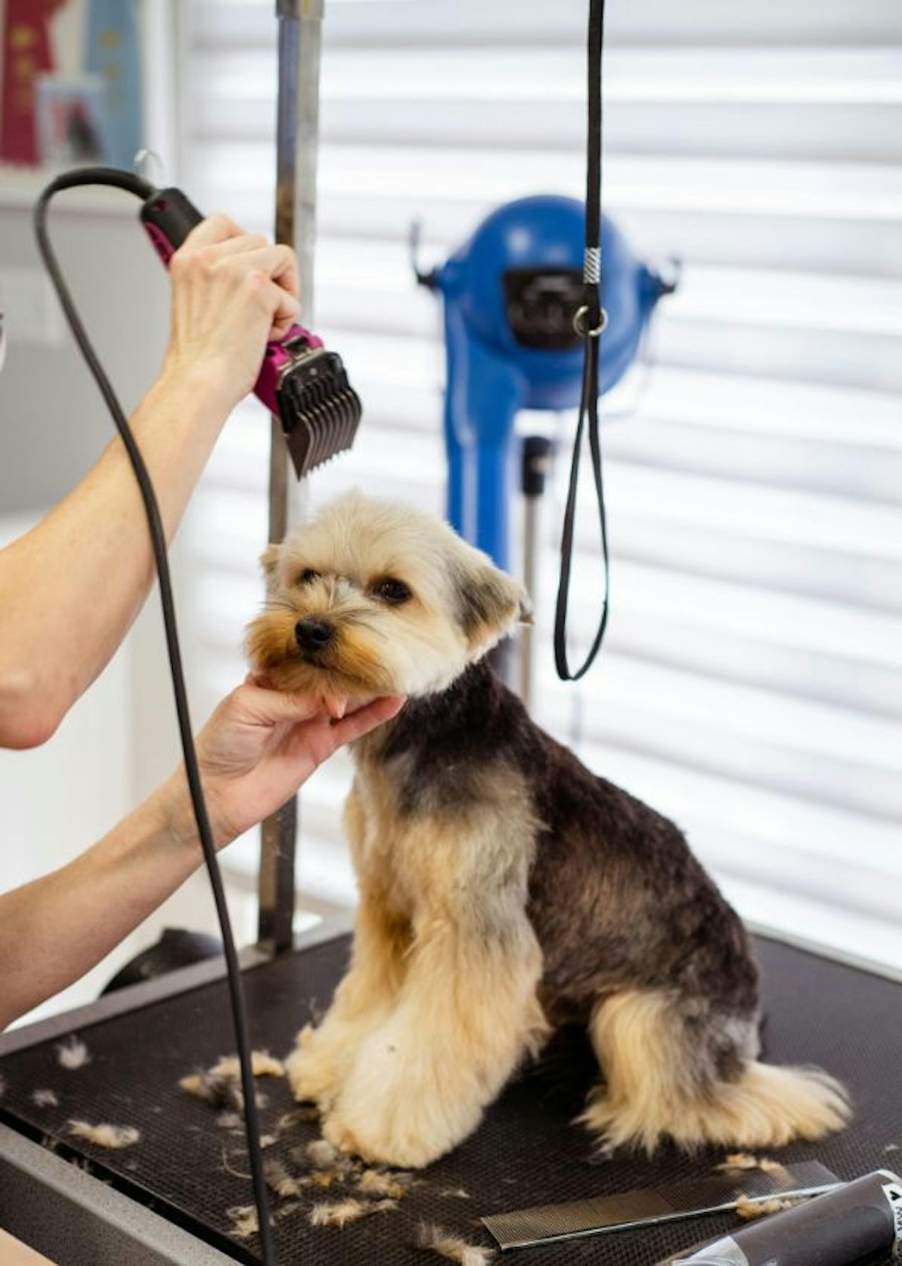 Dog Grooming Partners  