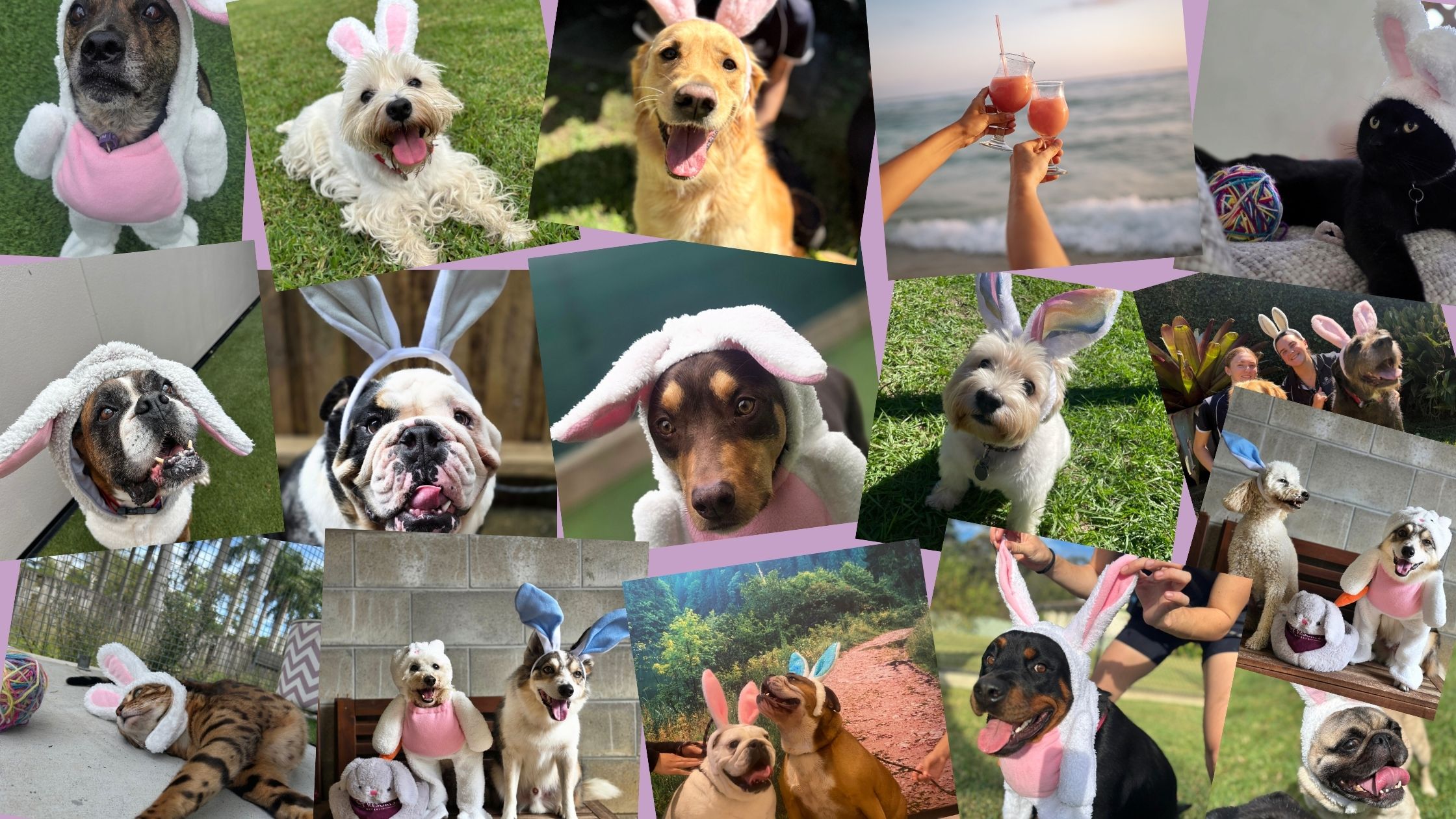 Pets in bunny costumes