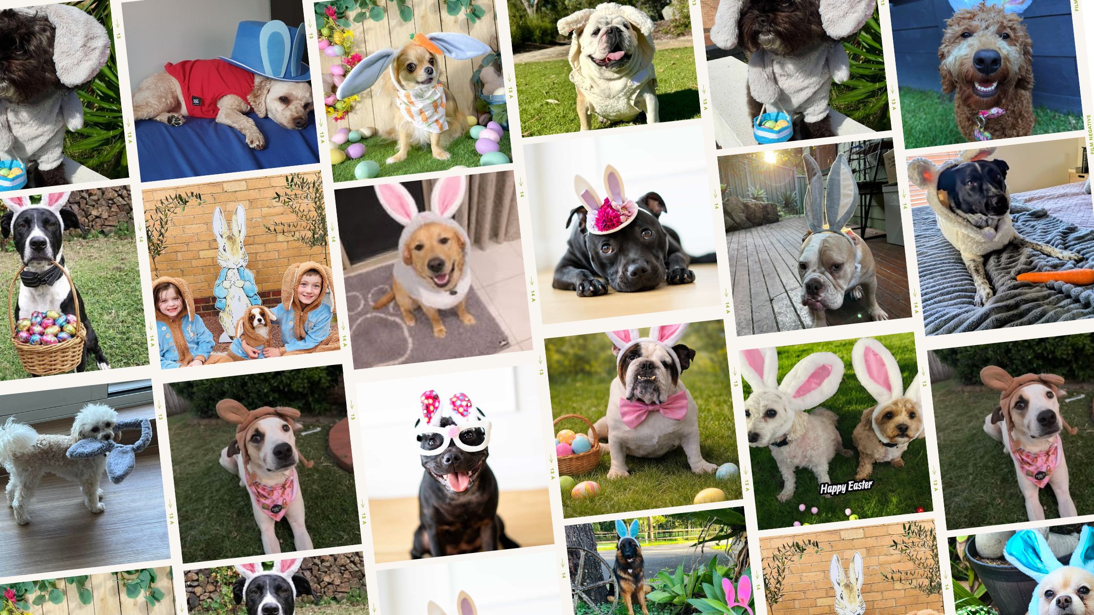 A montage of pet dress up competition photos