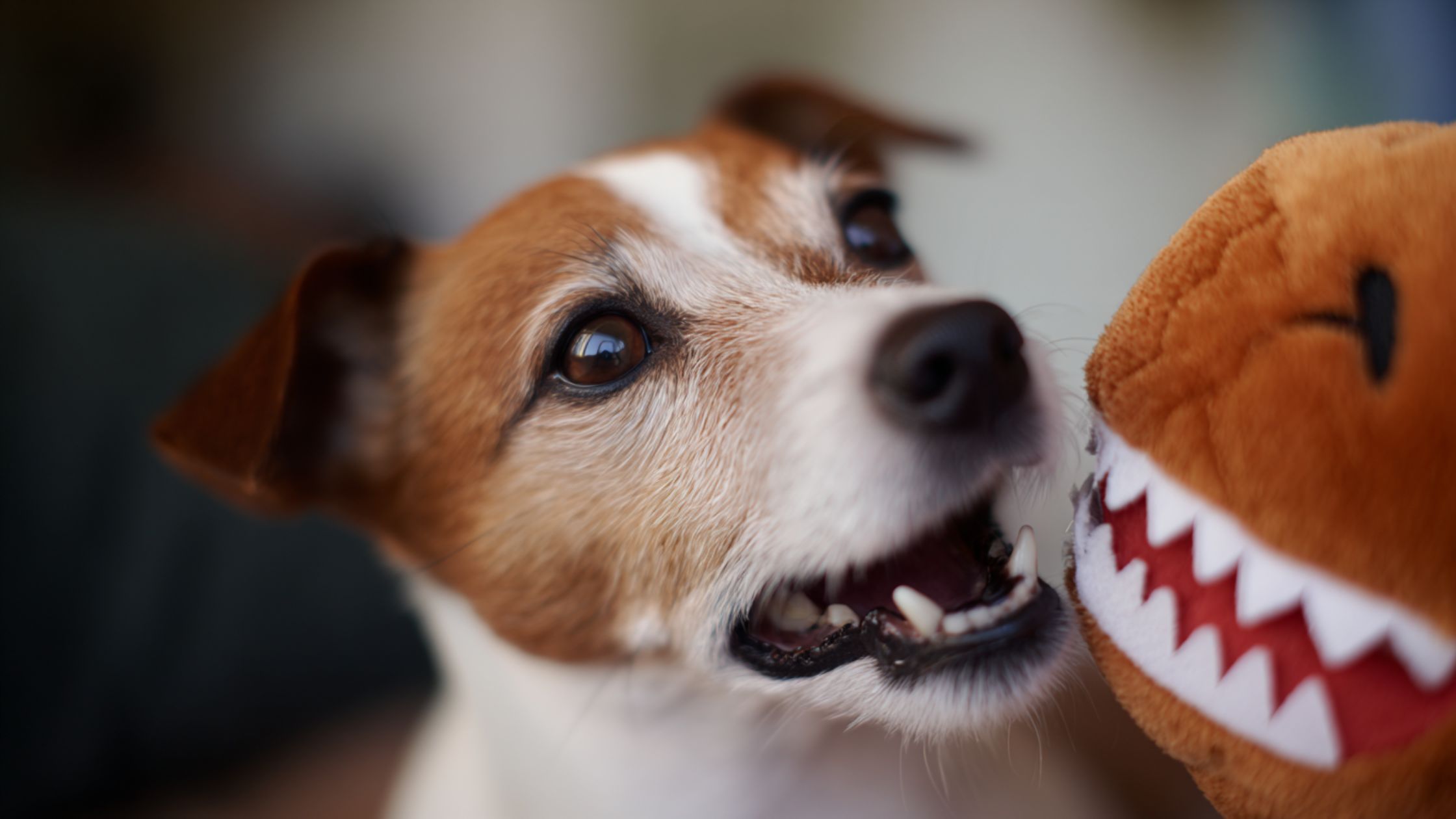 A dog looks up while sitting next to a dinosaur toy