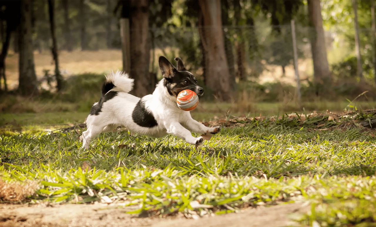 10 Doggy Daycare Days for the Price of 9