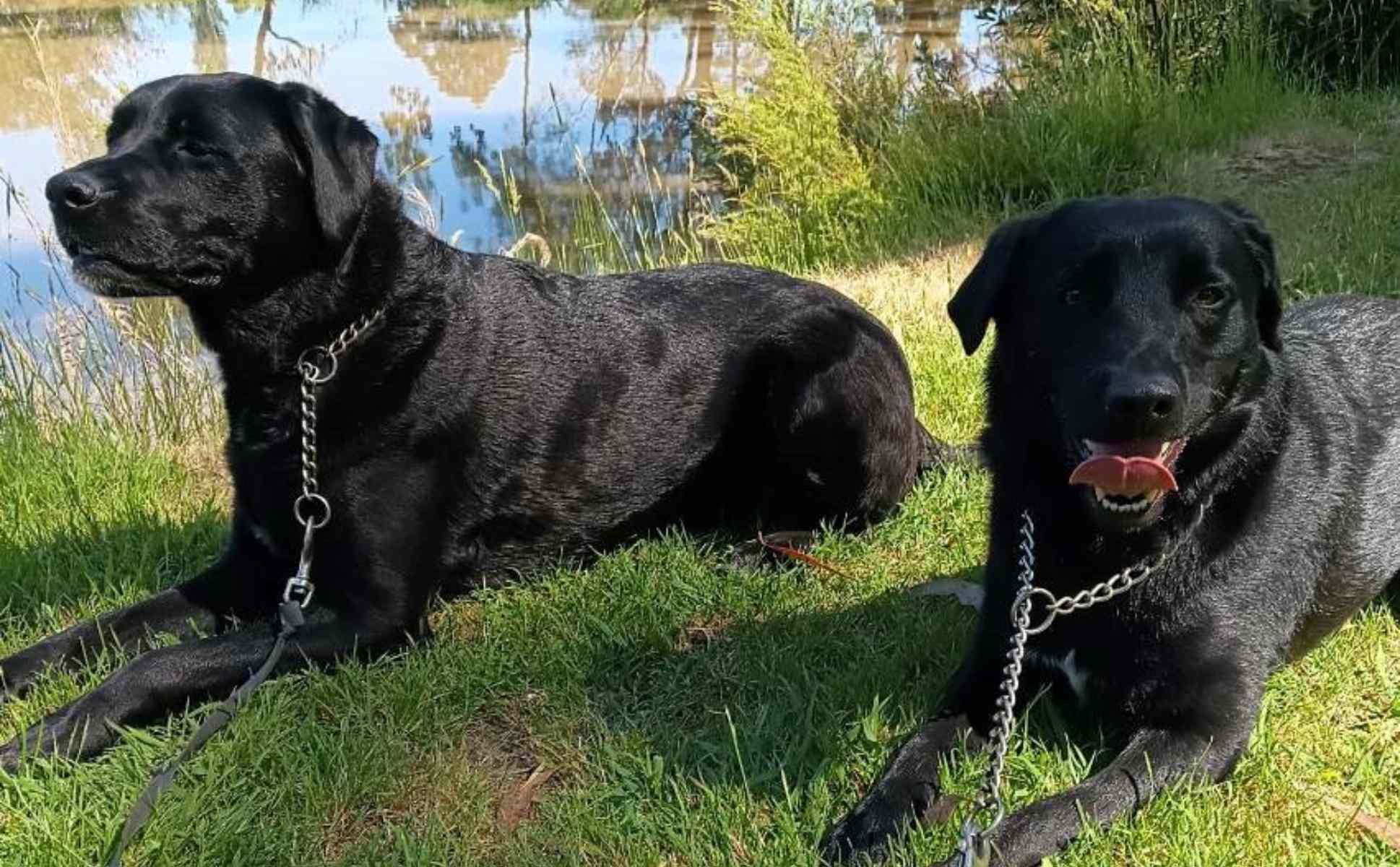 Labrador on walk with Yarra Valley Pet Resorts Australia