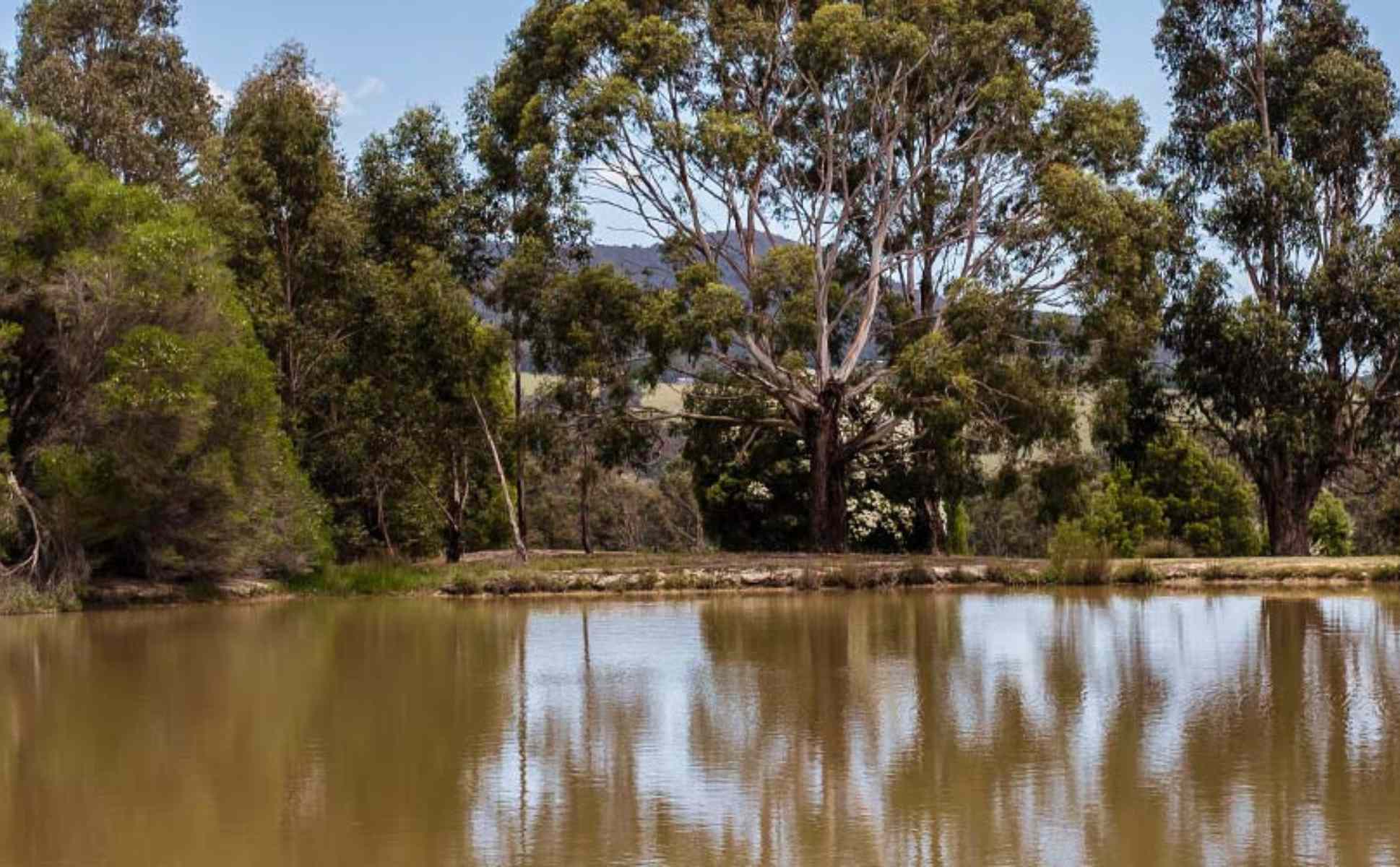 Pet resorts australia yarra valley landscape