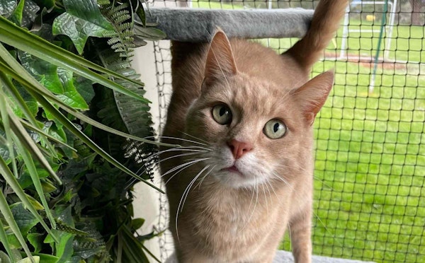 Outdoor Playroom with Garden Views 