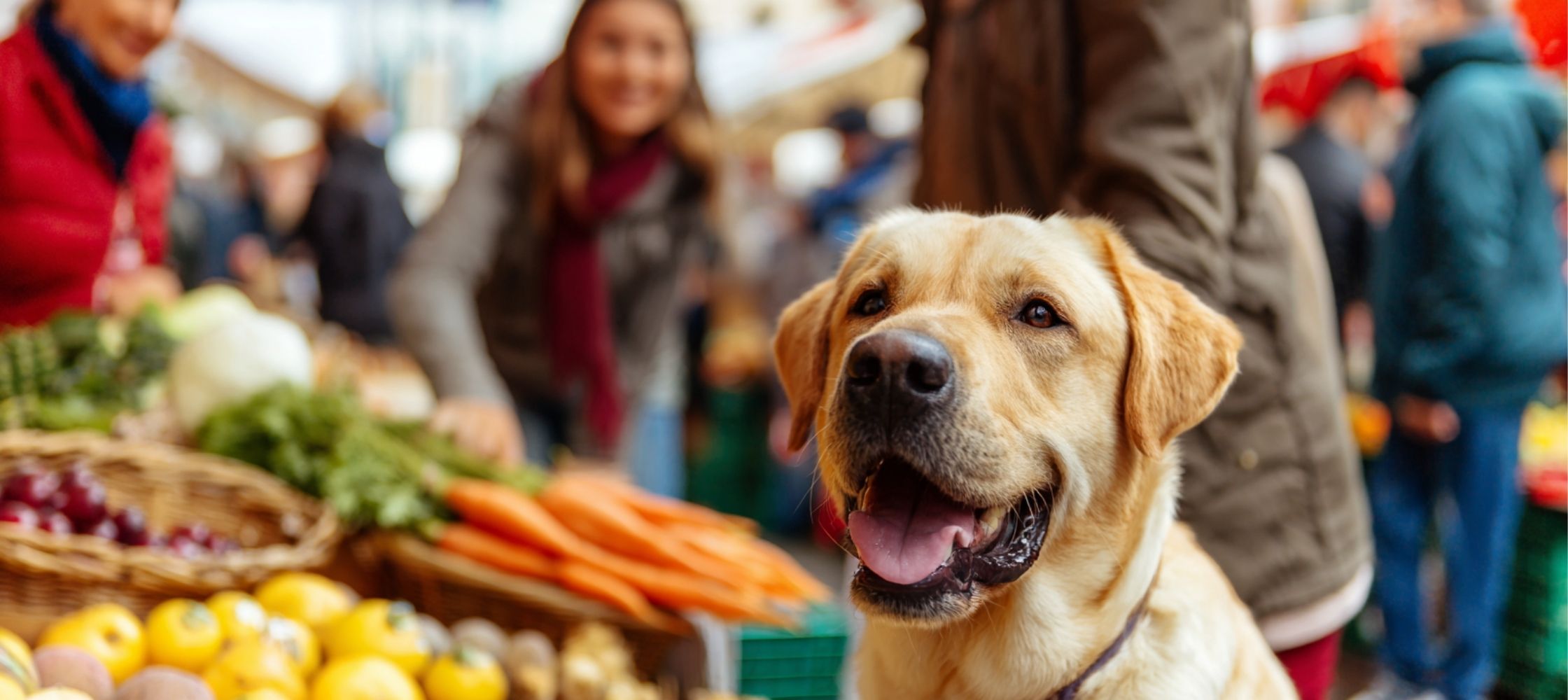 A dog in a market
