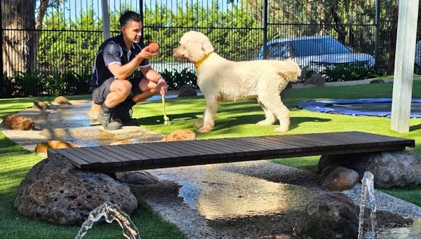 Adventure Bark pet nanny playing fetch with Doggy Daycare Groodle or Labradoodle