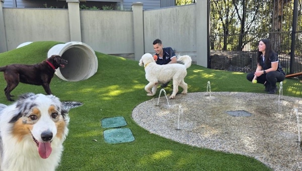 Morning Doggy Daycare Fun in Adventure Bark at Pet Resorts Australia Yarrambat