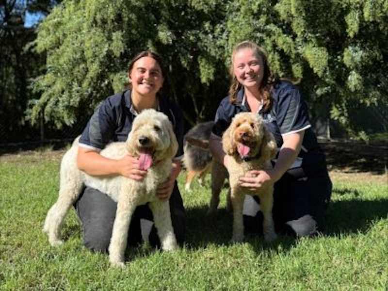 Two canine coaches cuddle dogs while giving enrichment