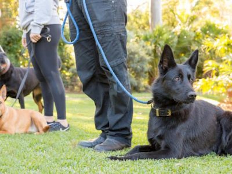 Dogs learning behaviours with their owners