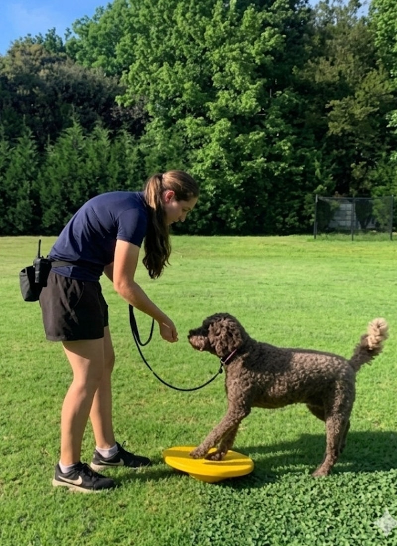 Struggling With Your Dog’s Behaviour? We Have Solutions.