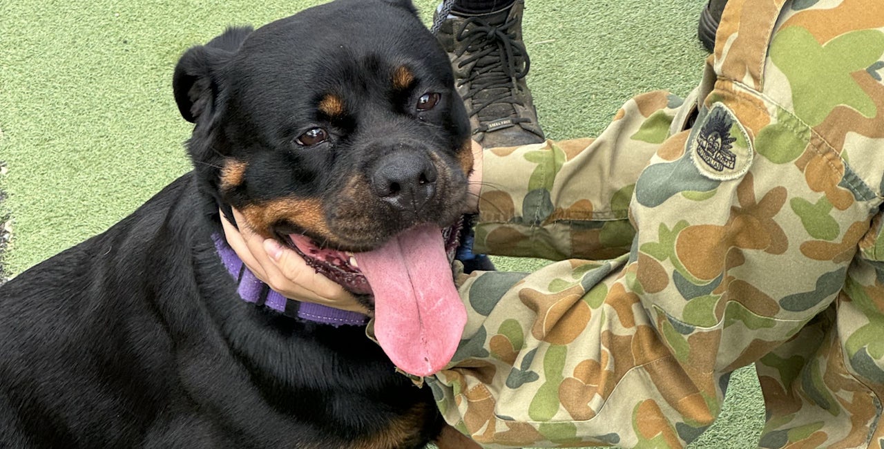 Australian Defence Force Discount on Pet Boarding & Doggy Daycare