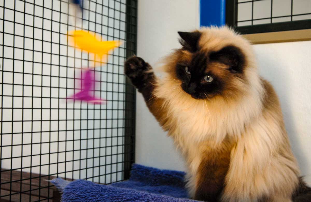 Fluffy cat playing with an interactive toy in the enrichment area at Pet Resorts Australia Yarrambat Cattery