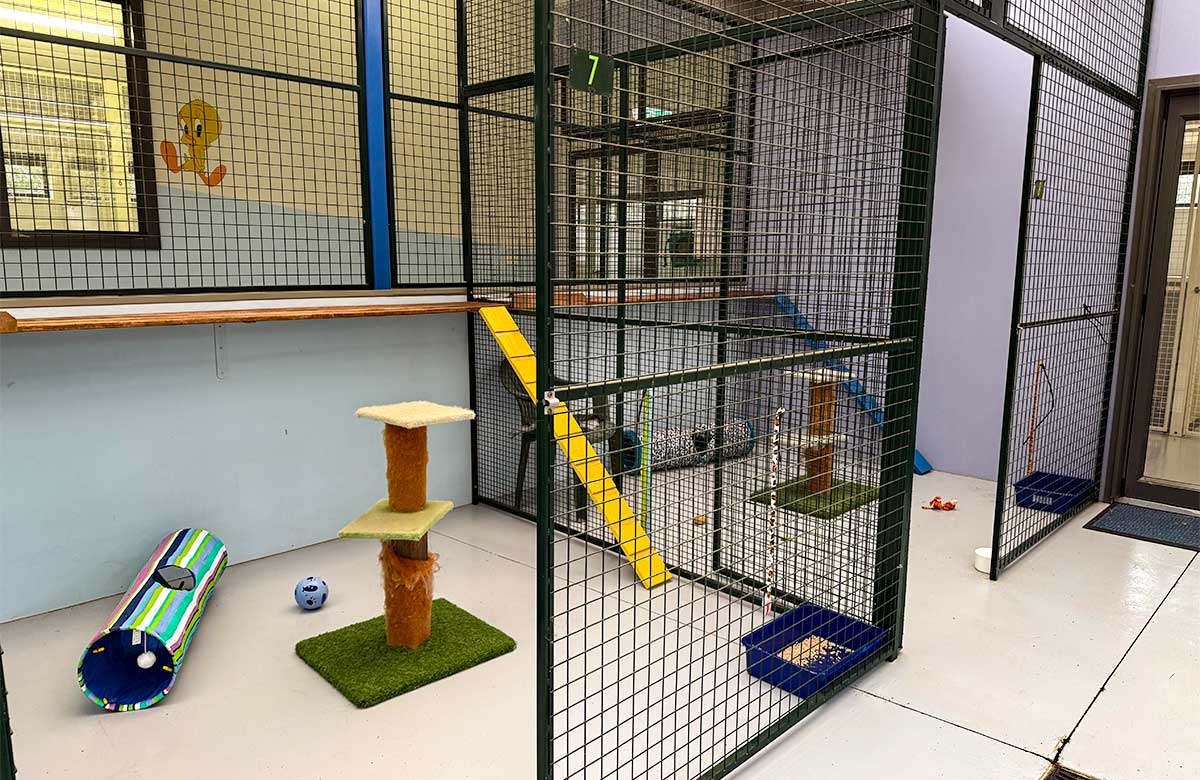 Spacious indoor cat boarding playground with climbing equipment and enrichment toys at Yarrambat Cattery