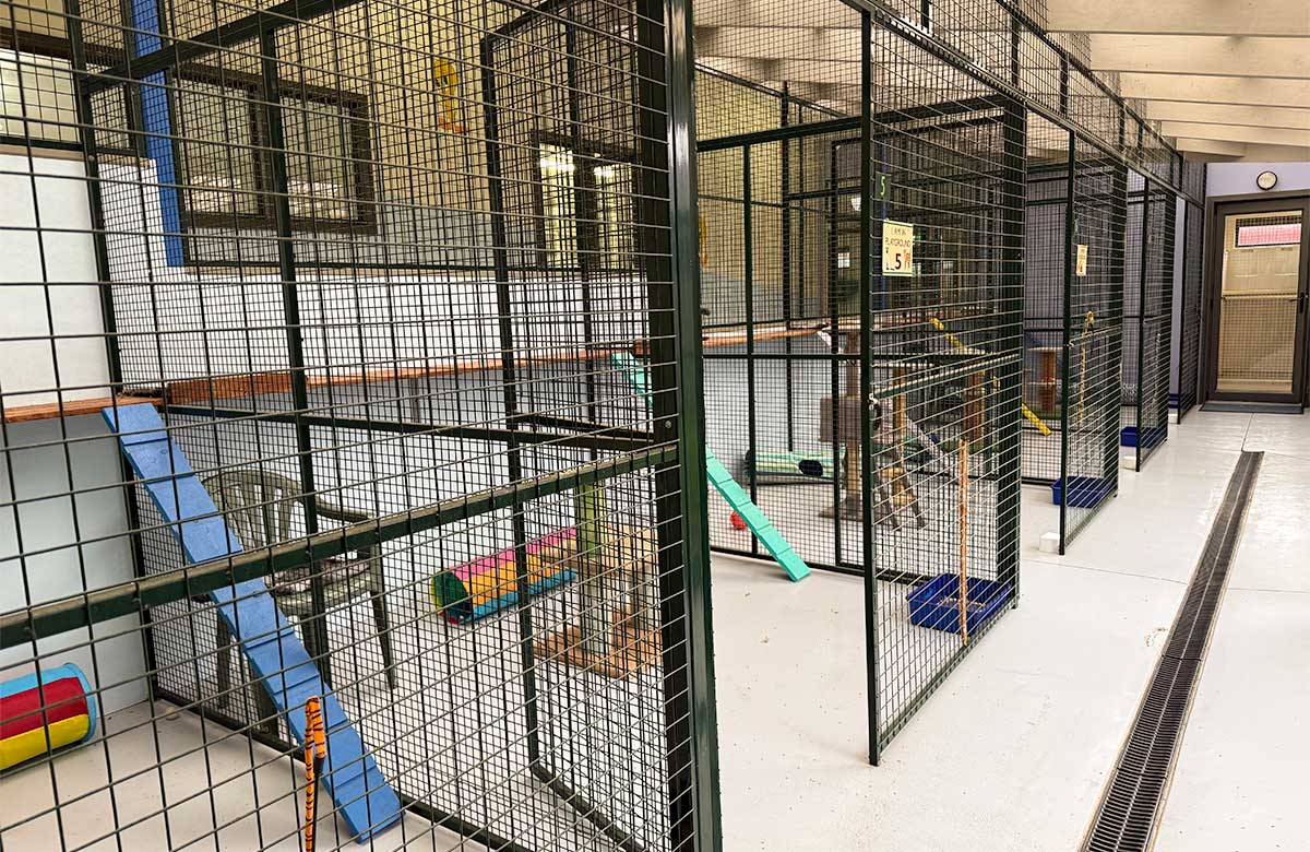 Modern cat boarding accommodation featuring spacious suites, climbing structures and enrichment activities at Yarrambat Cattery