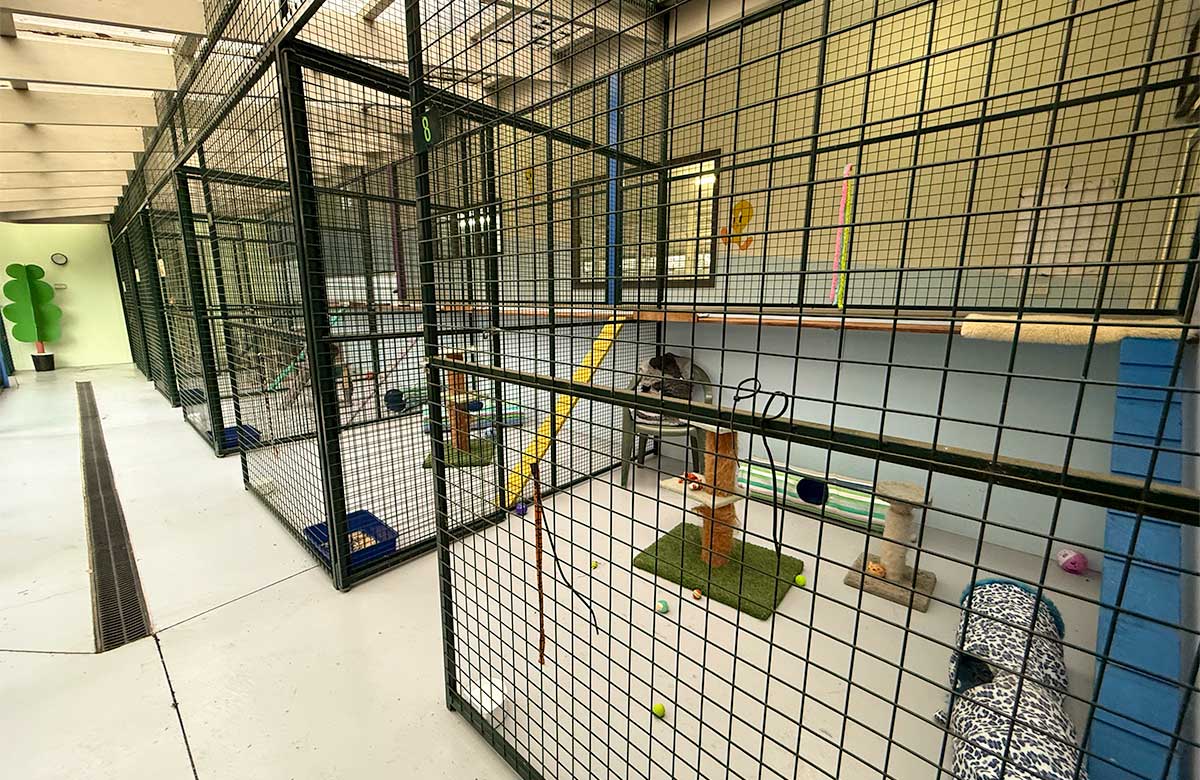 Premium cat boarding enclosures with climbing ramps, toys and enrichment spaces at Pet Resorts Australia Yarrambat