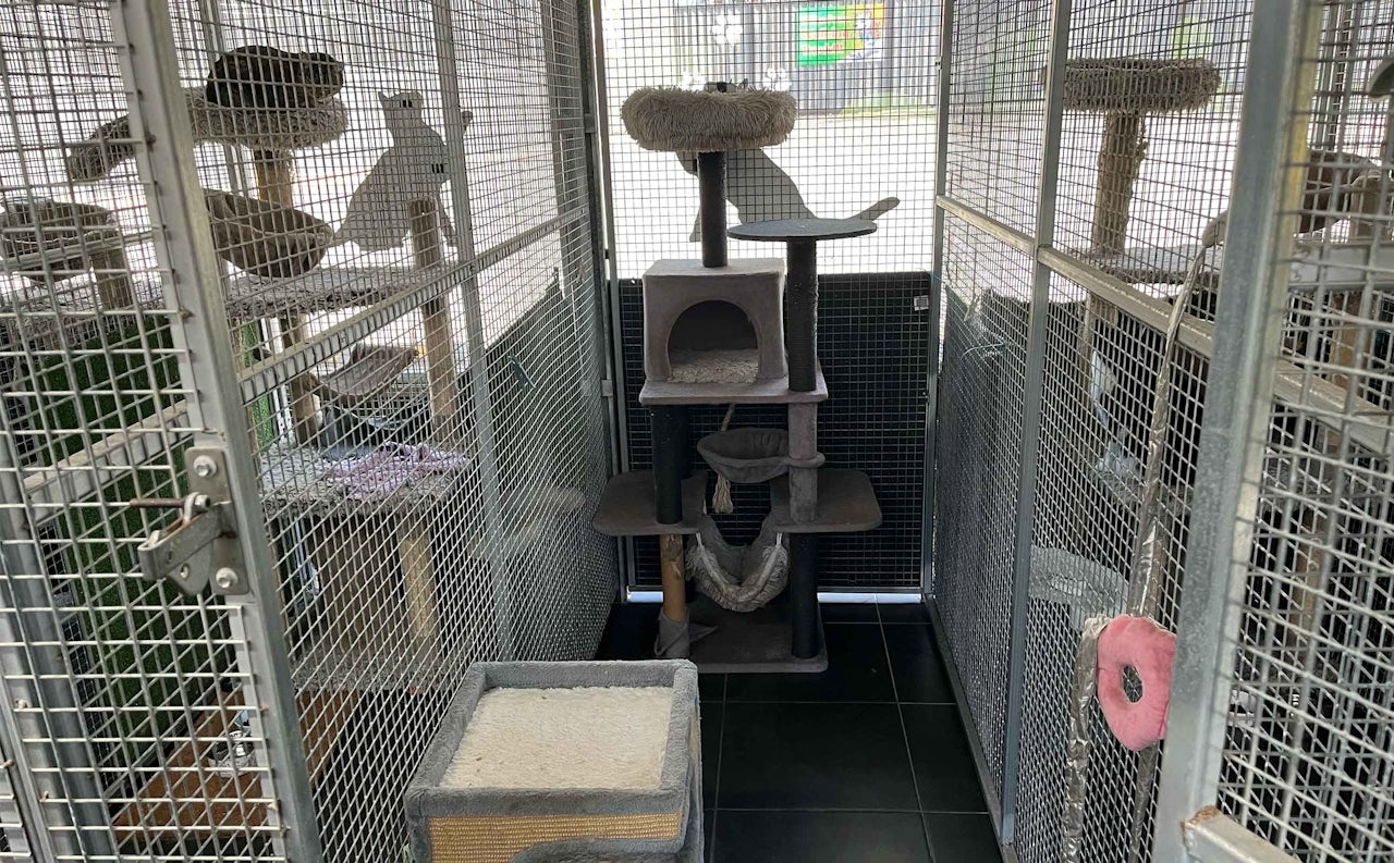 Narangba Cattery