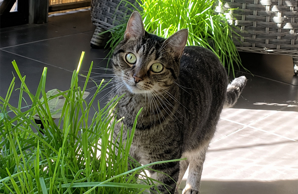 Sibling Cats Welcome