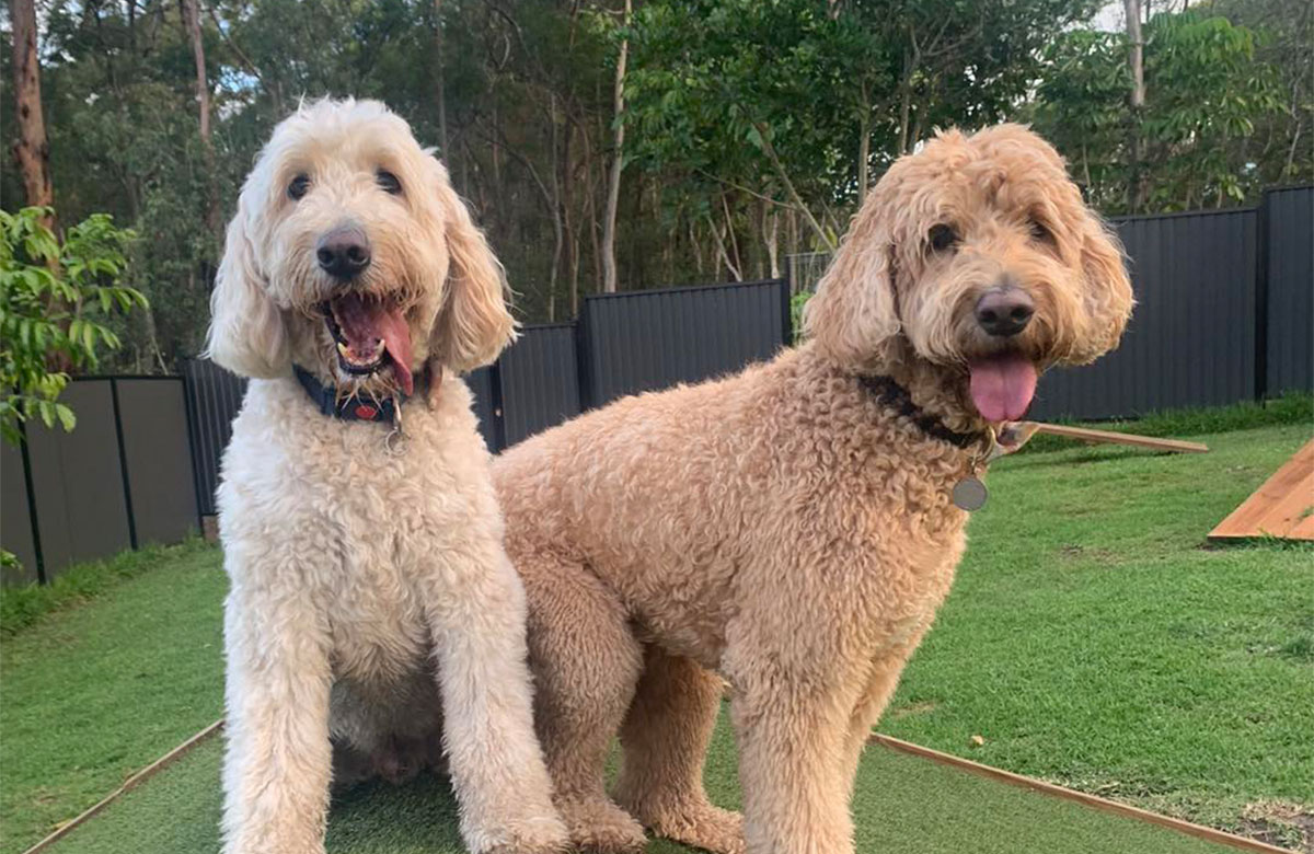 Resort Room (large Dogs)