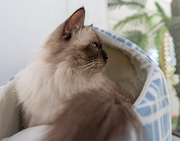 Caring Cattery Accommodation