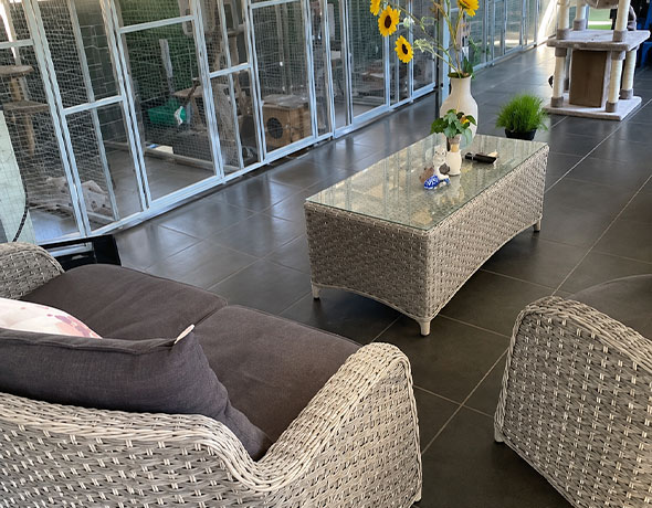 Happy Cat Lounge
