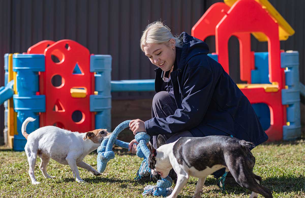 Doggy Daycare