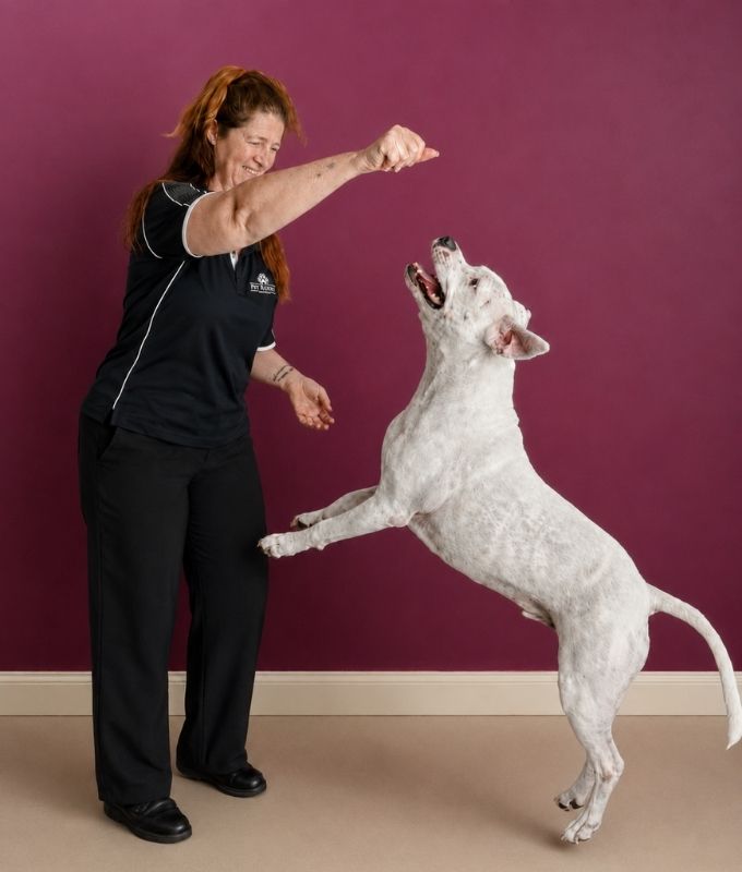Pet Resorts Australia Gumdale Manager Samantha holding up a treat for a staffy jumping in the air