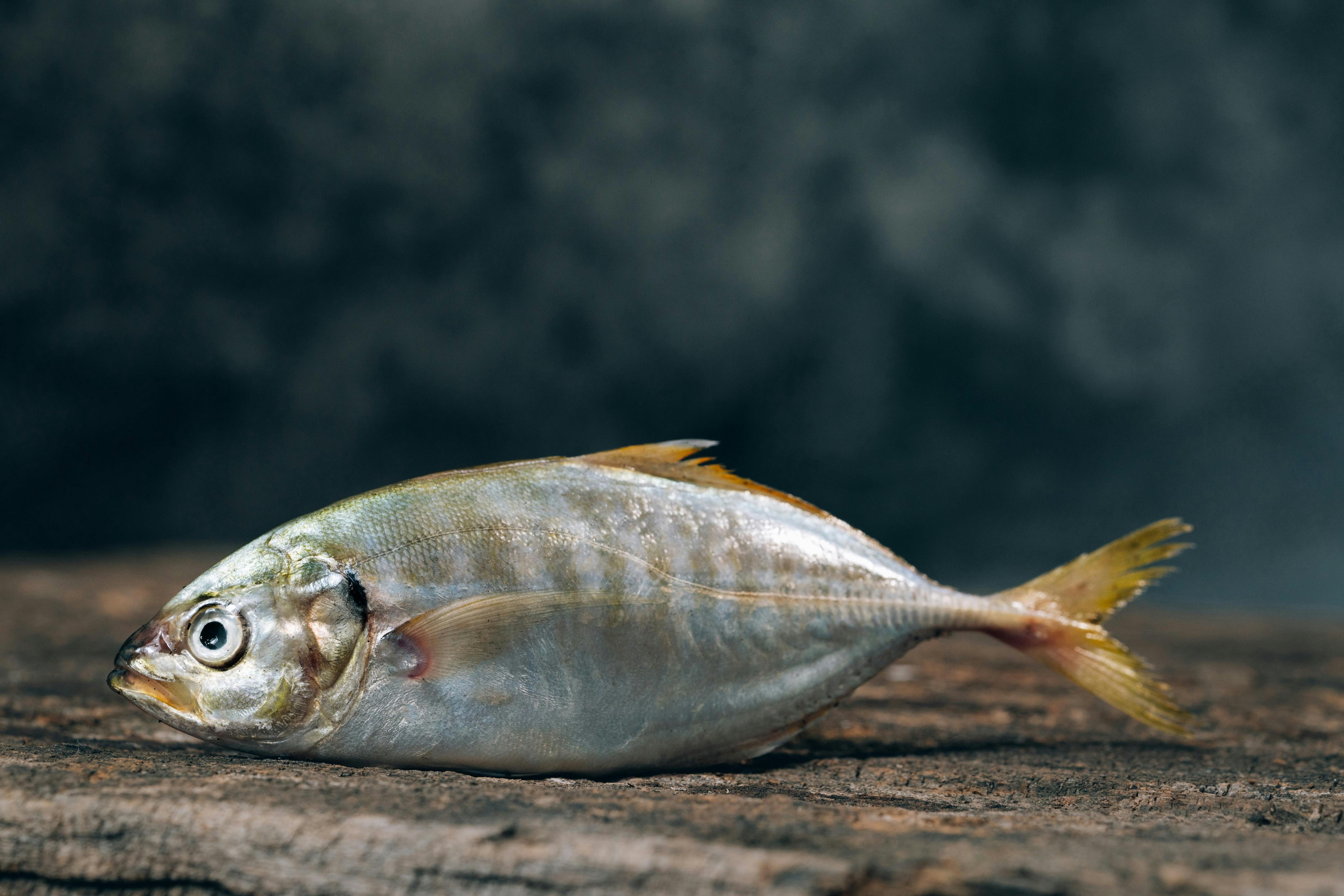 Mon Urine Sent Le Poisson egiscissors
